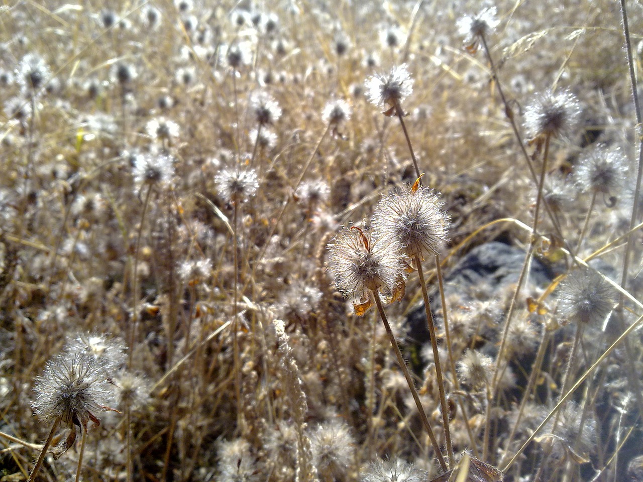 dry grass weeds free photo