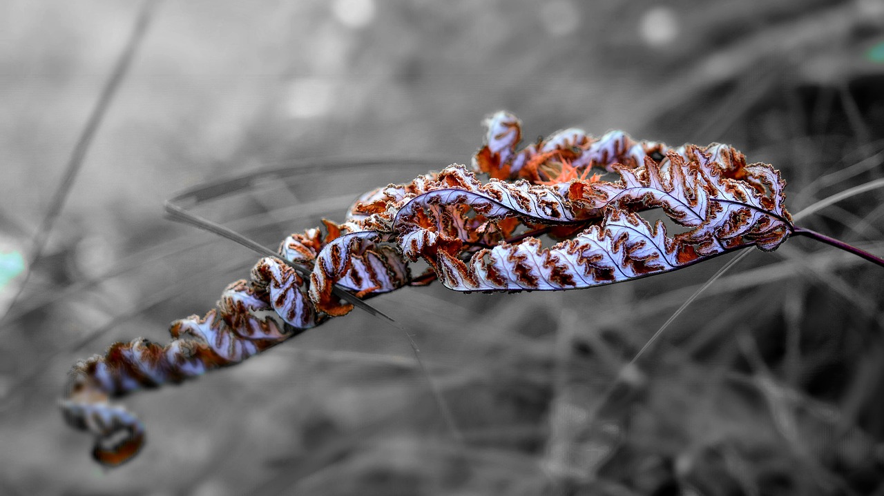 dry fern autumn free photo