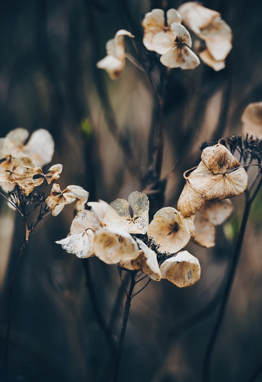 dry flower plant free photo