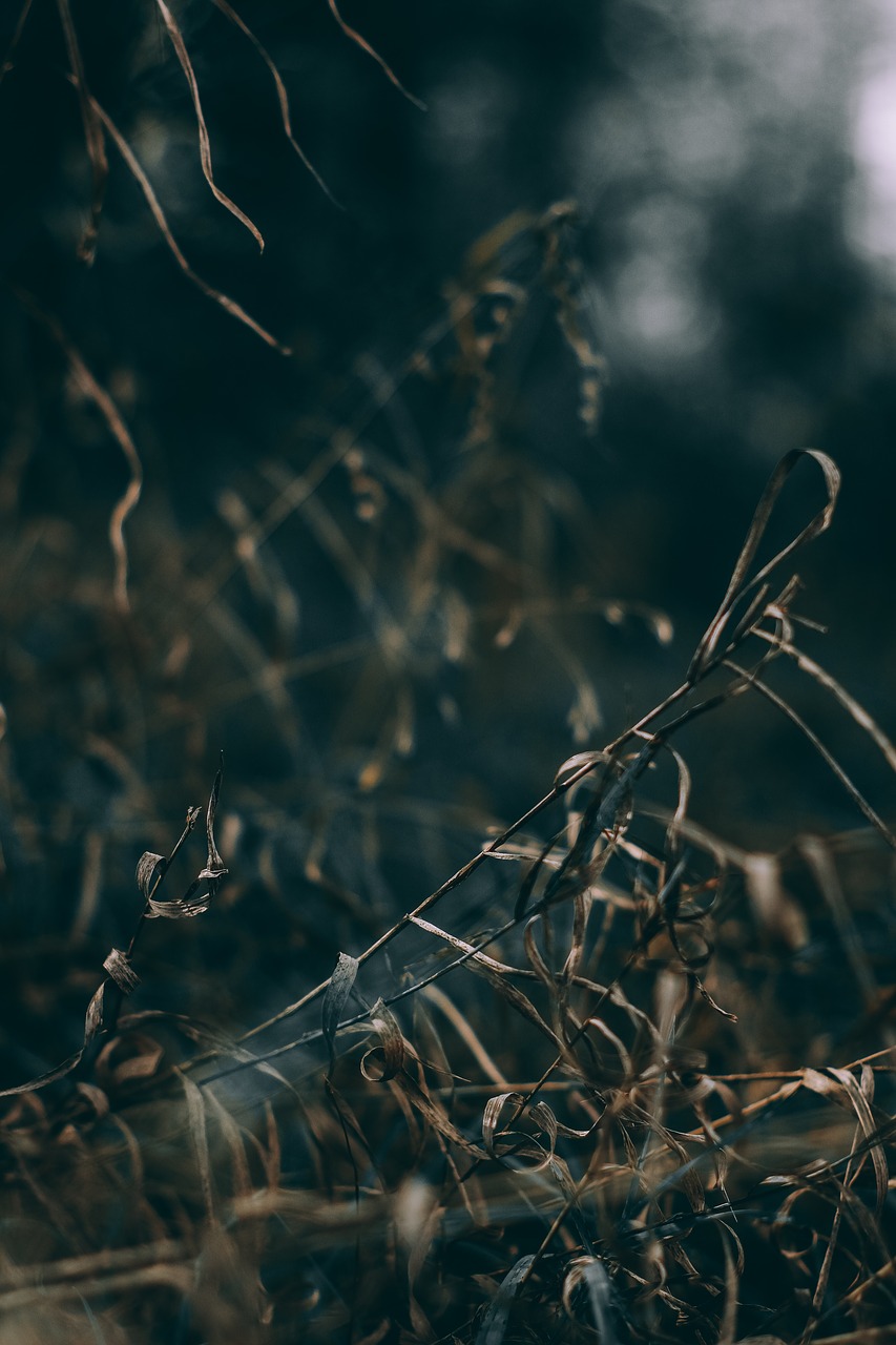 dry grass branch free photo