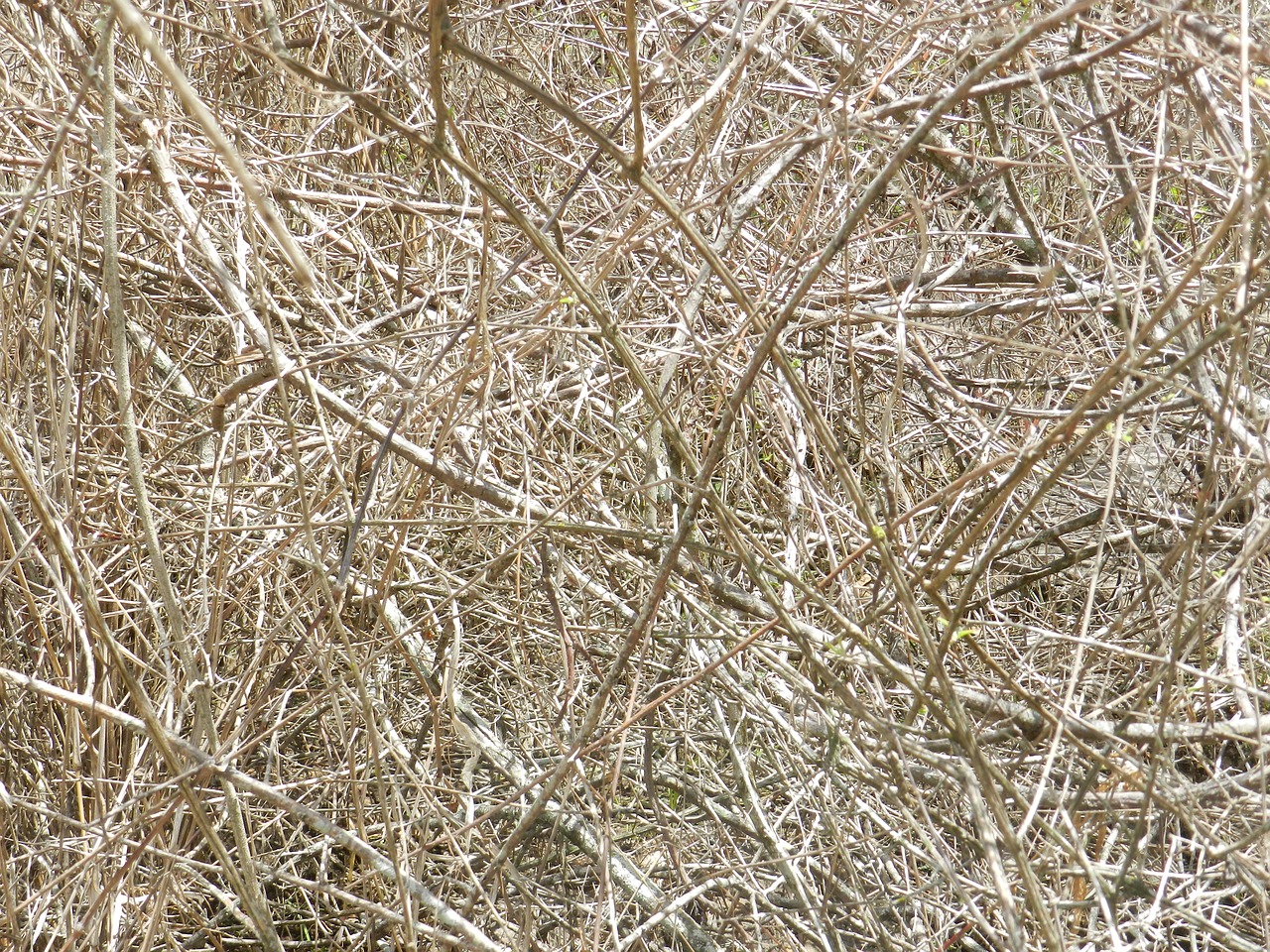 dry twigs texture free photo