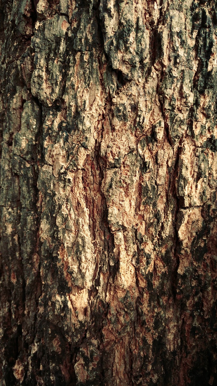 dry wood bark free photo
