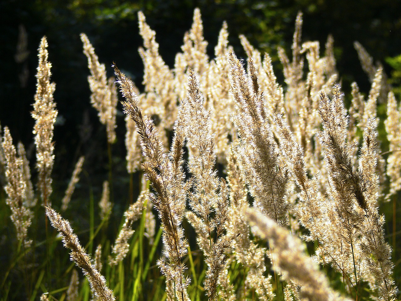 dry  grass  nature free photo