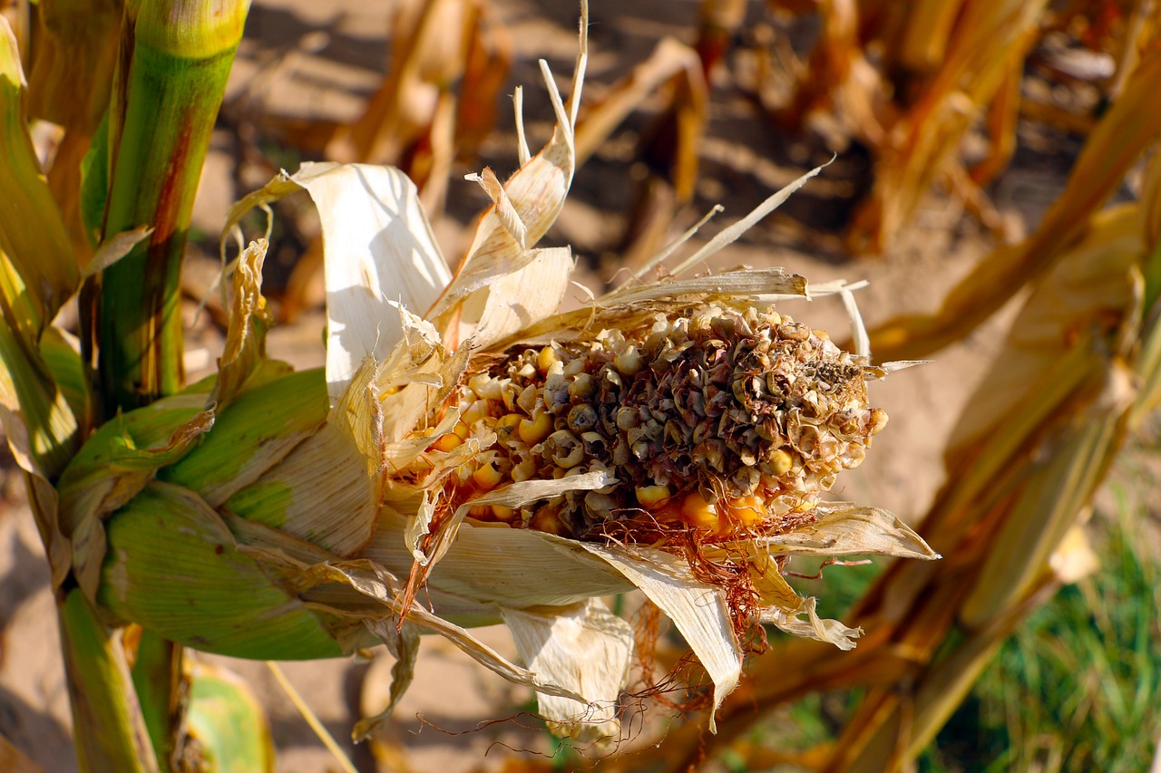 dry  harvest  summer free photo