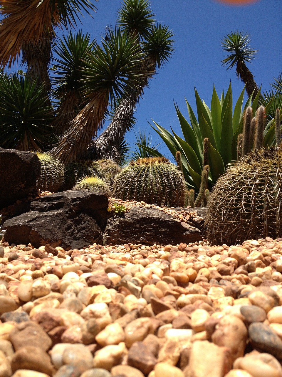 dry desert yellow free photo