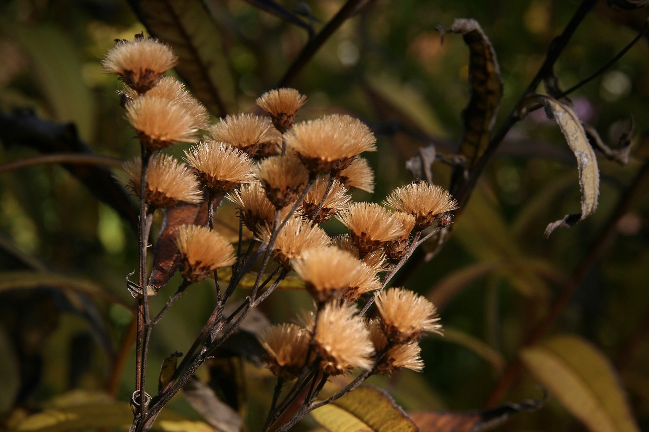 dry  trockenblume  autumn free photo