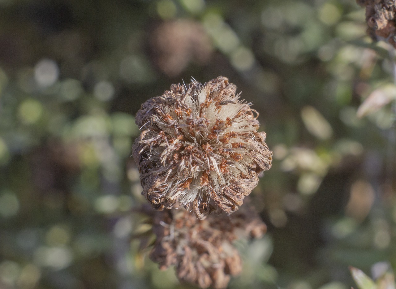 dry  flower  seed free photo