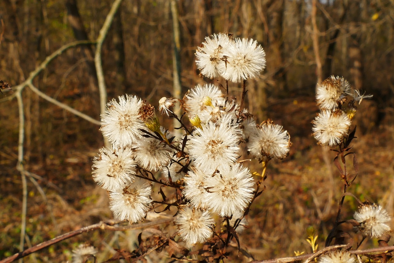 dry  flower  autumn free photo