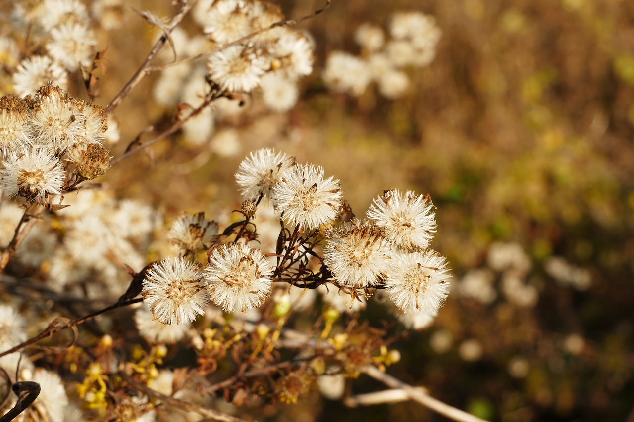 dry  flower  autumn free photo