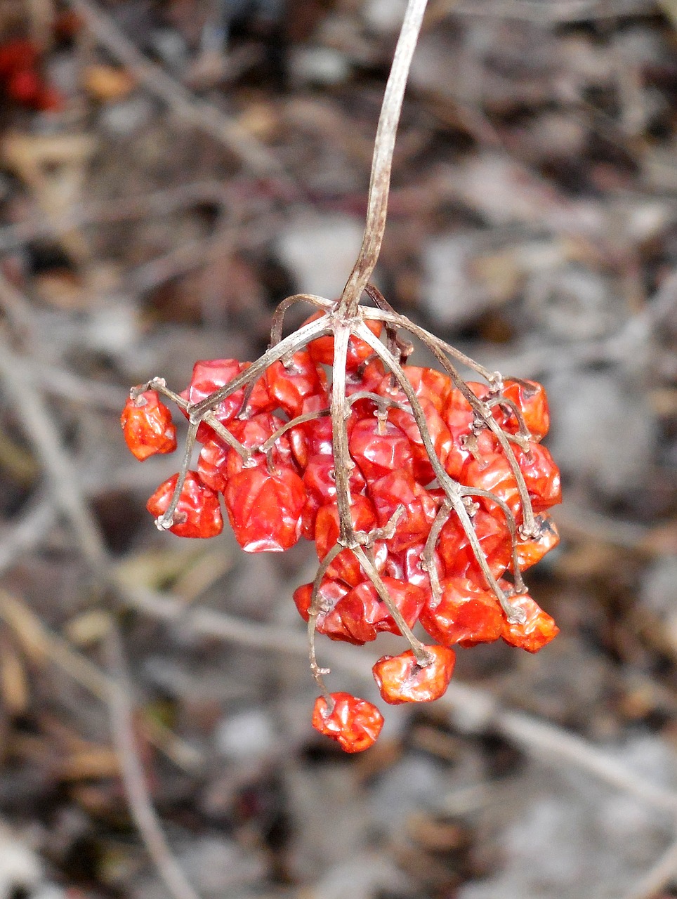 dry  berry  fruits free photo