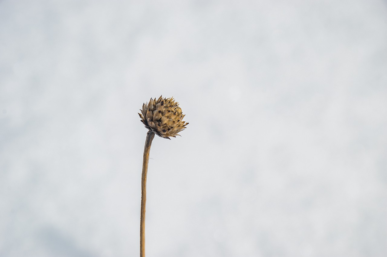 dry  plant  desert free photo