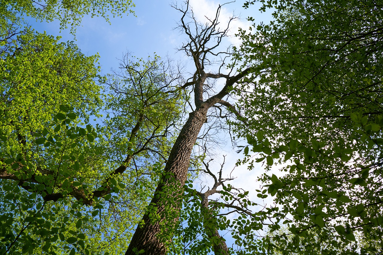 dry  oak  nature free photo