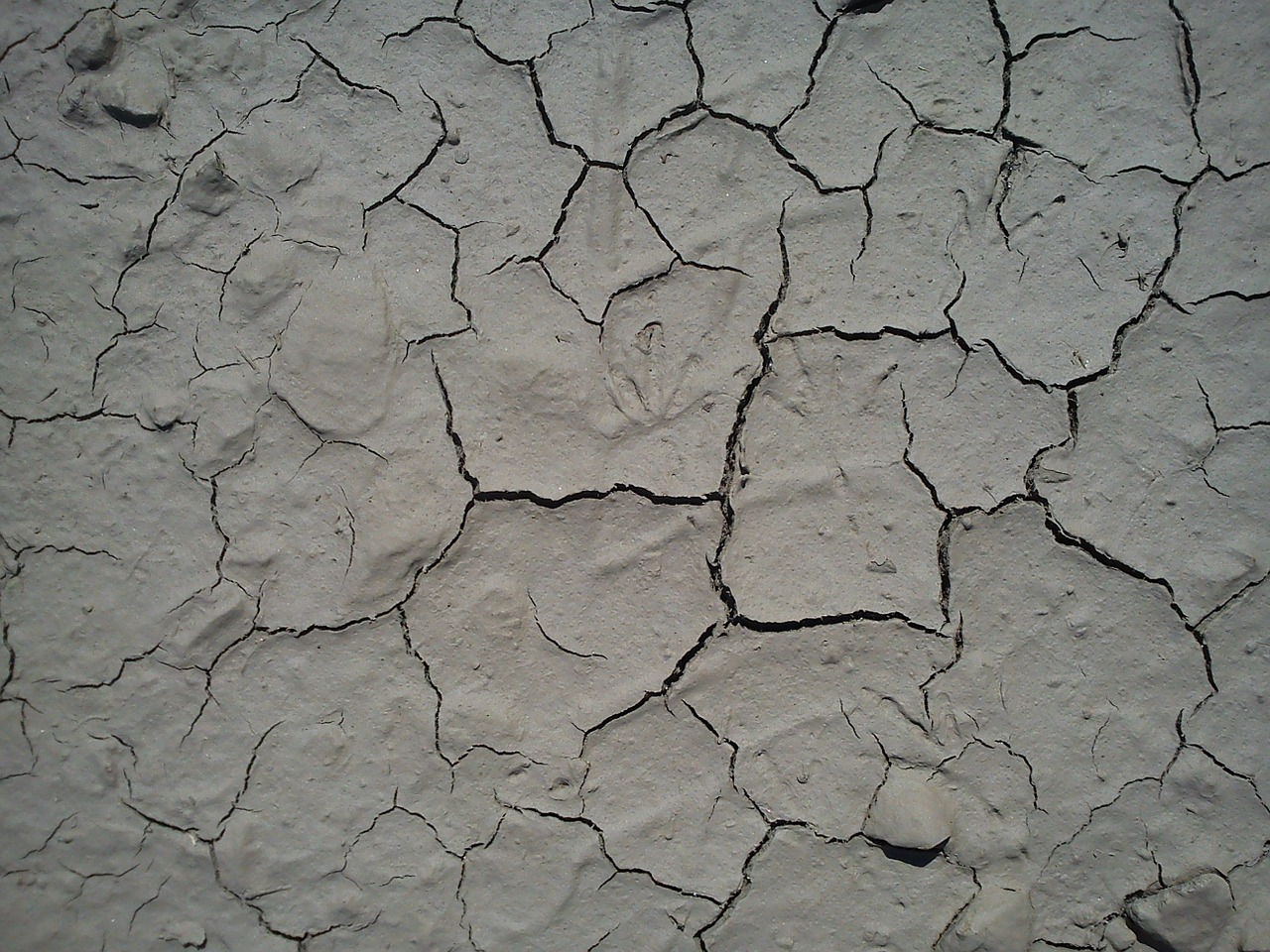 dry cracks ground free photo