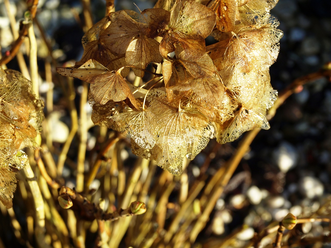 dry hydrangea winter free photo