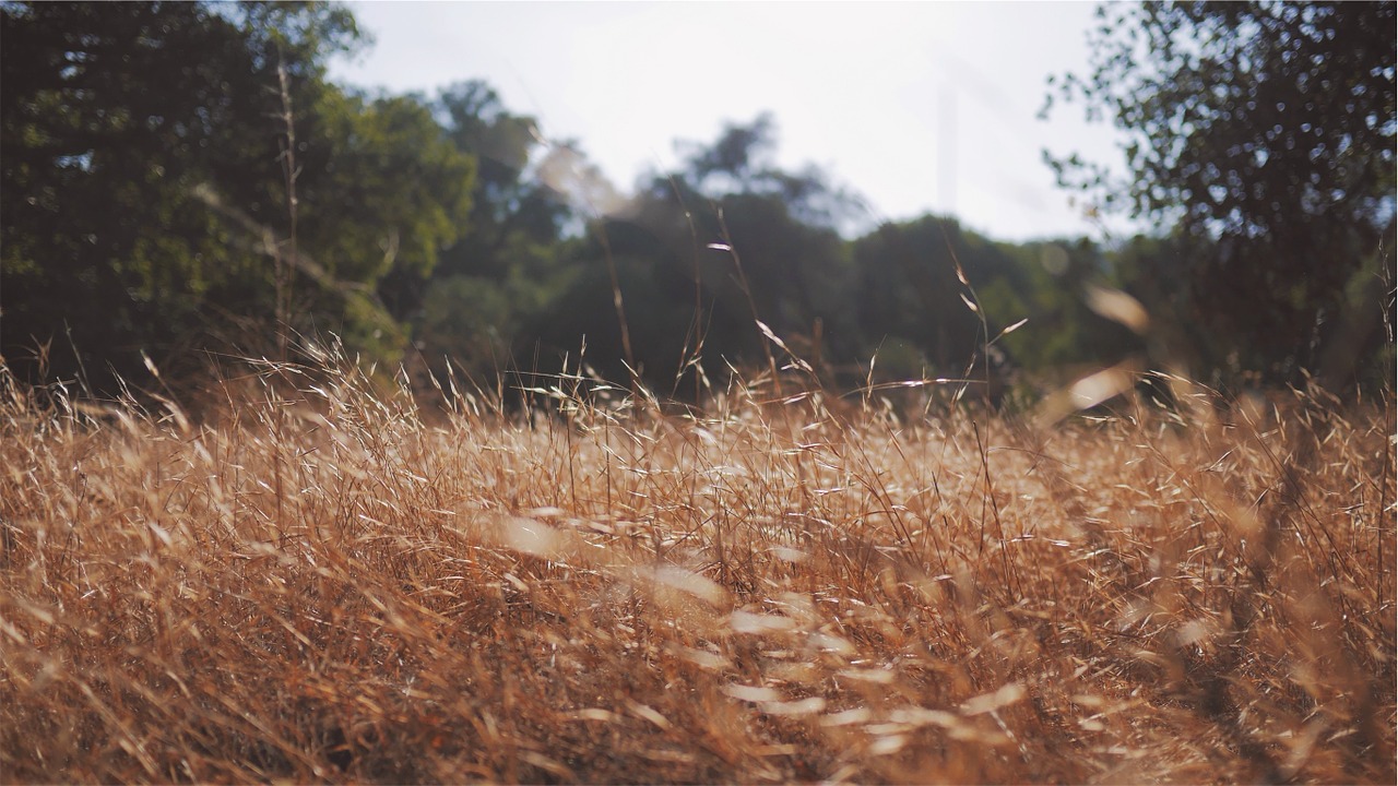 dry grass nature free photo