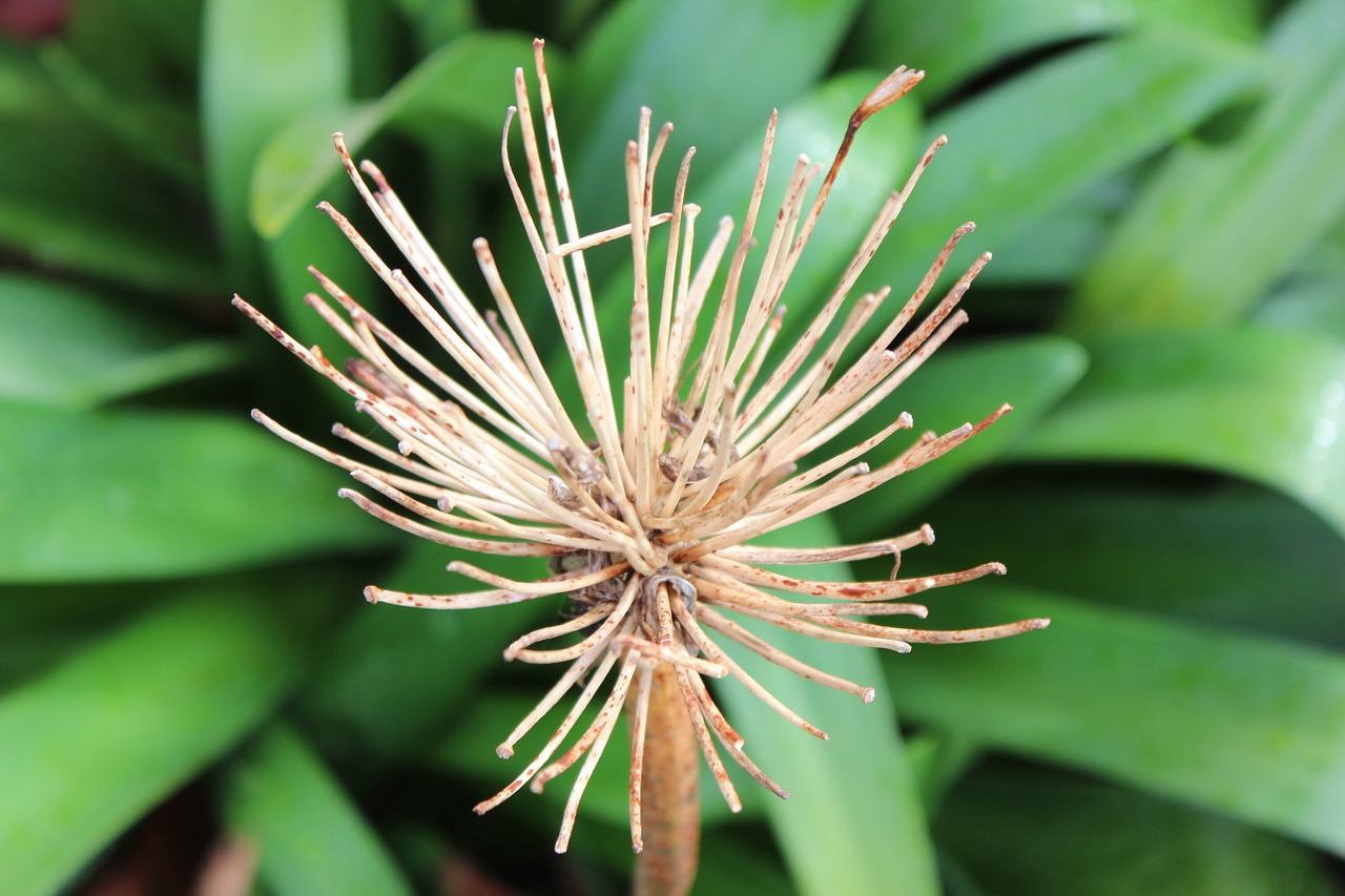 dry flower region free photo