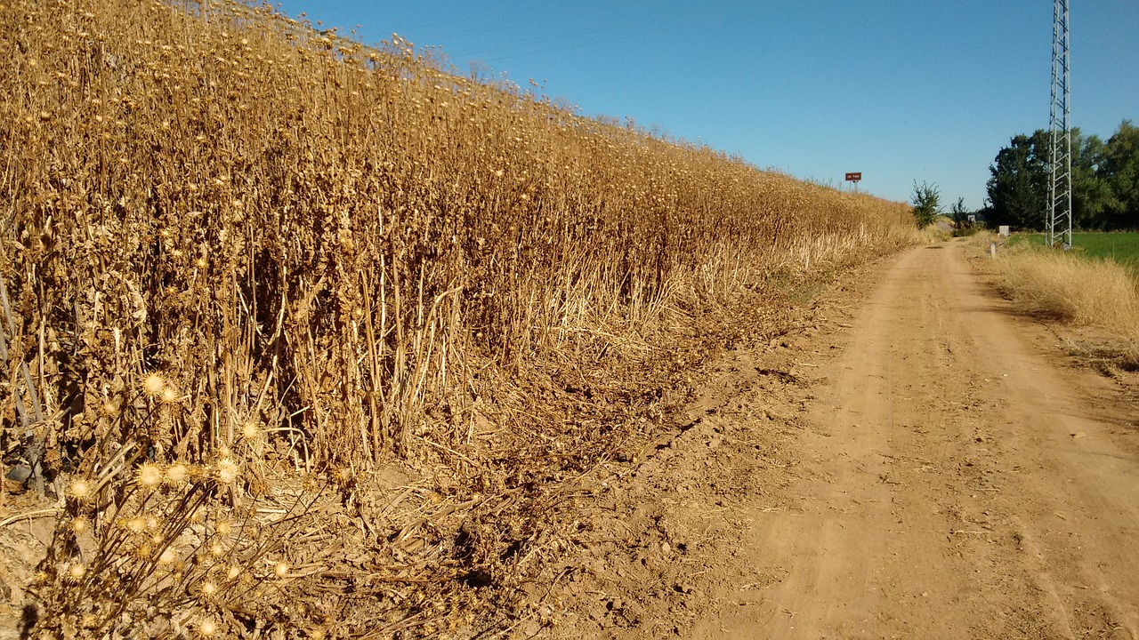 dry fields autumn free photo