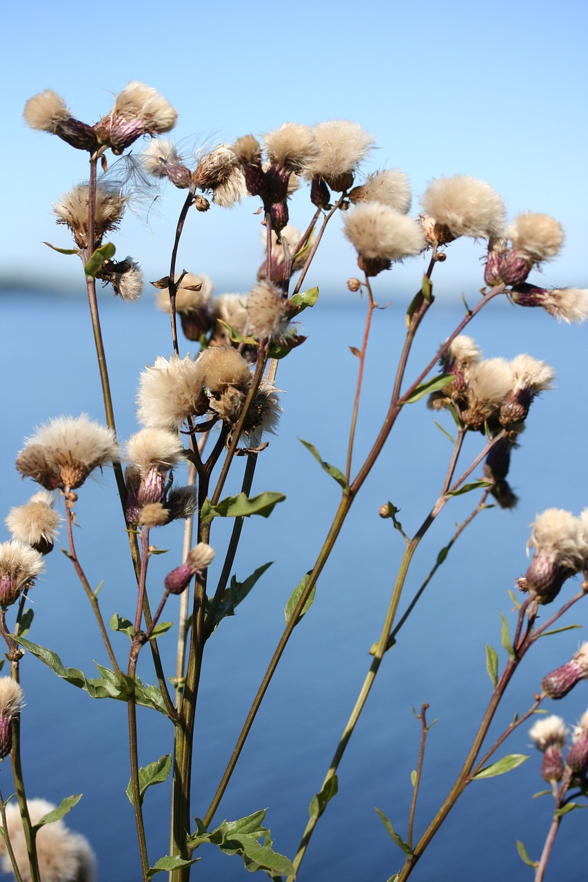 dry lake flower free photo