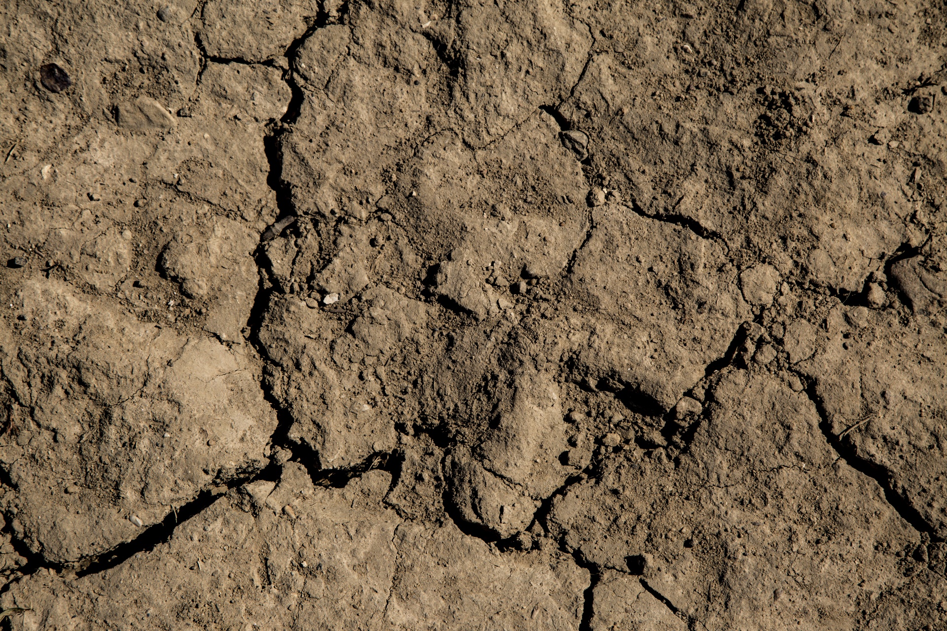 brown agricultural dry free photo