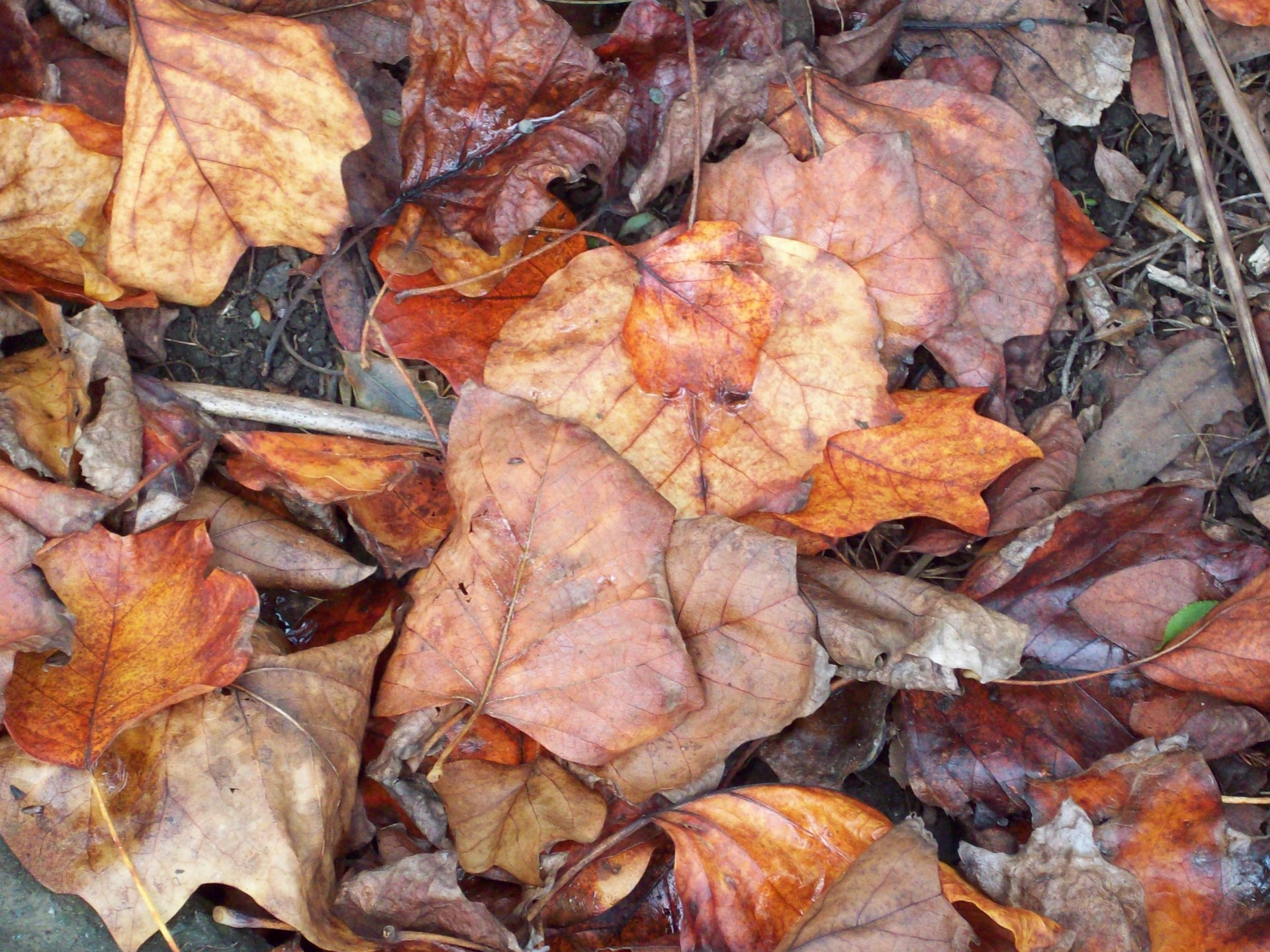 leaves autumn leaves dried leaves free photo