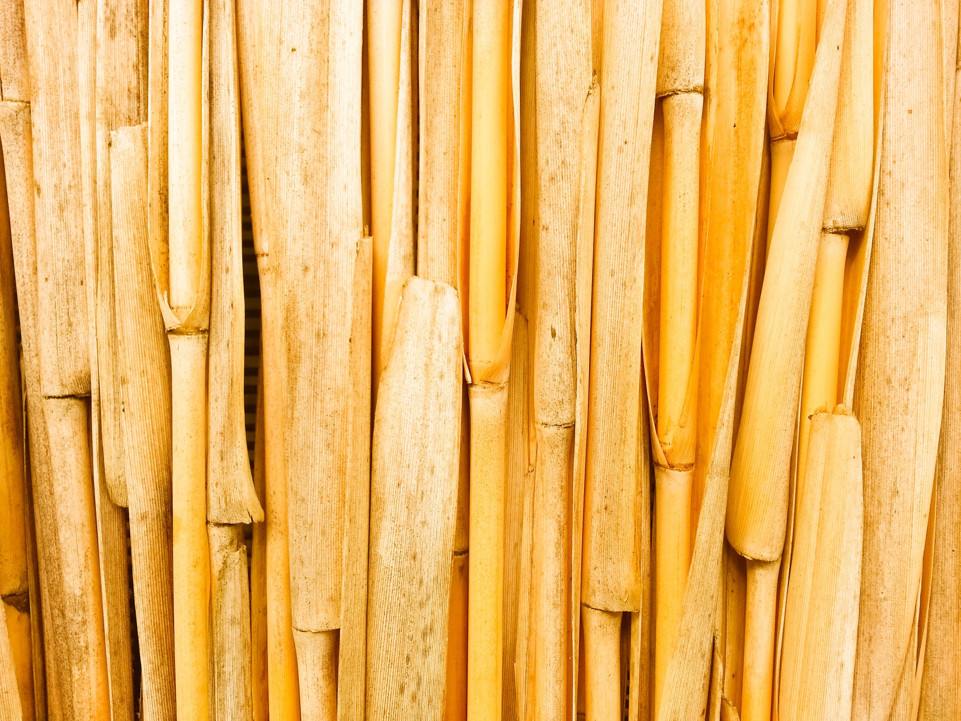 background bamboo dry free photo