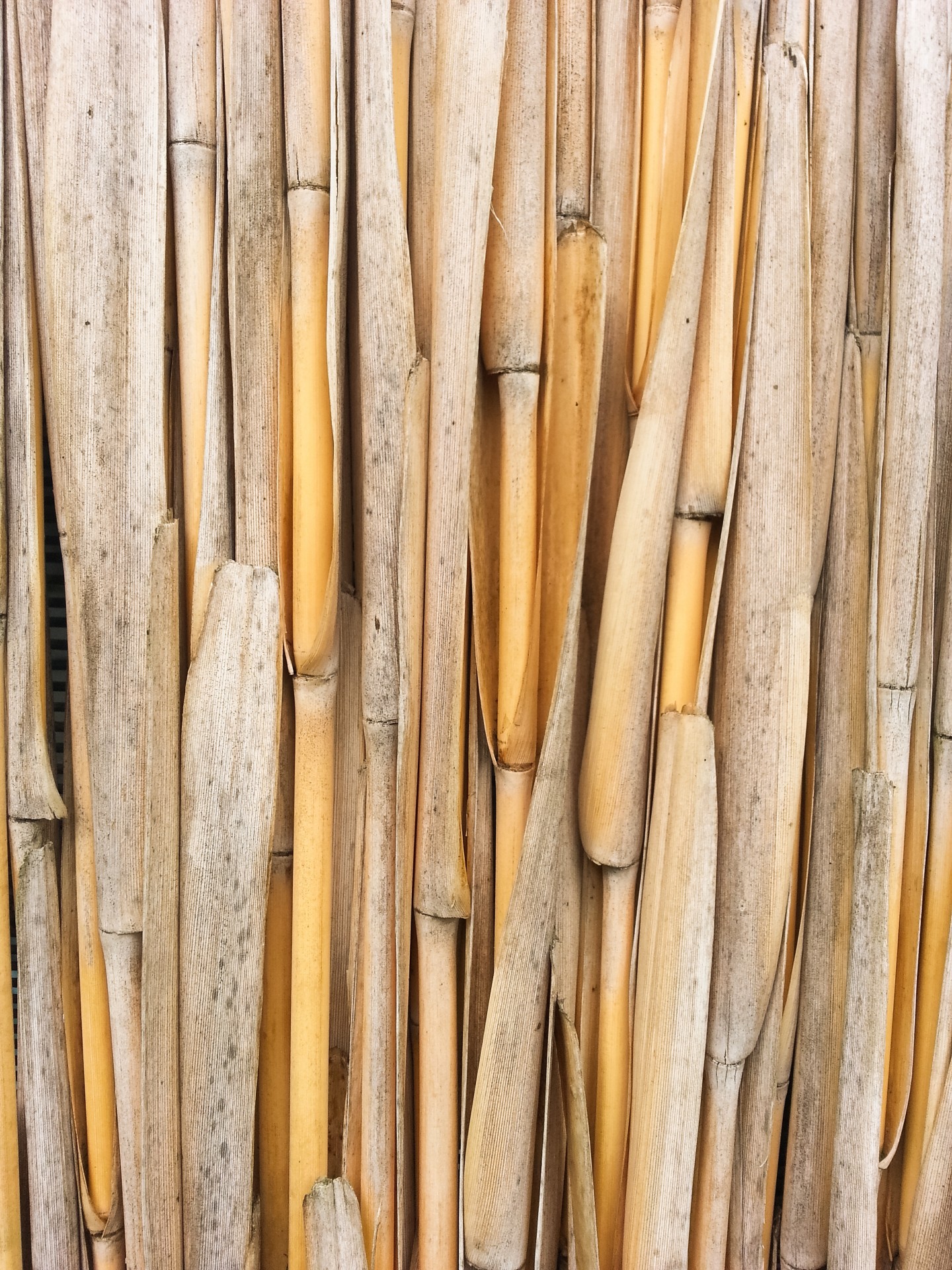 background bamboo dry free photo