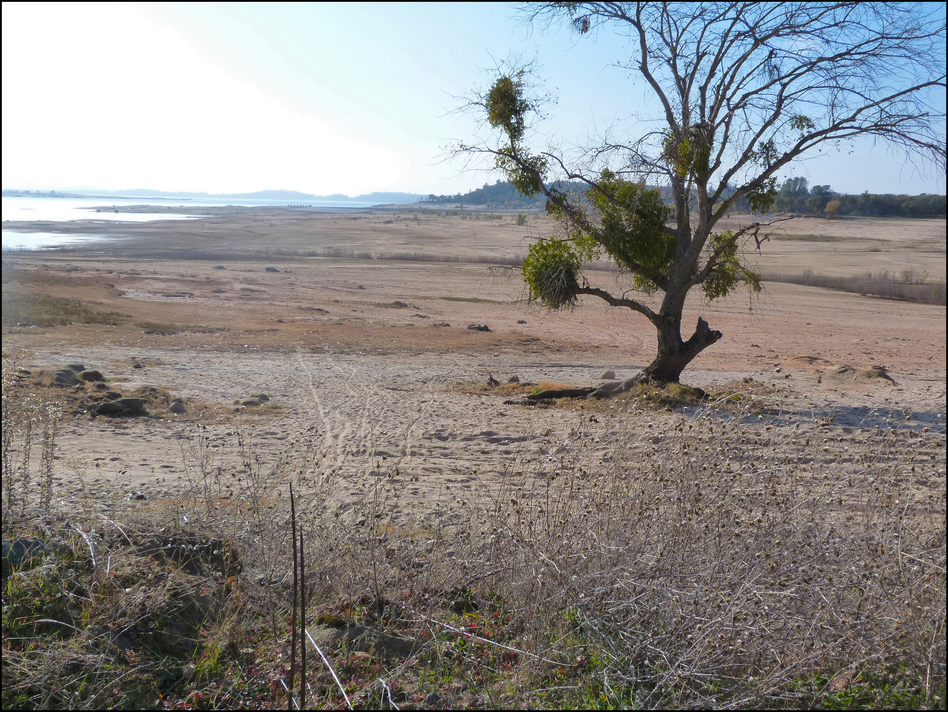 beach sand tree free photo