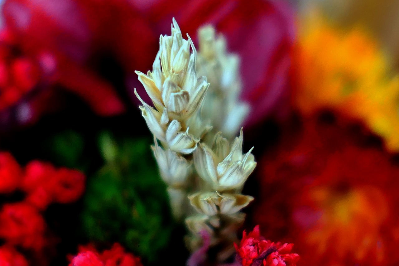 dry bouquet  autumn  flowers free photo