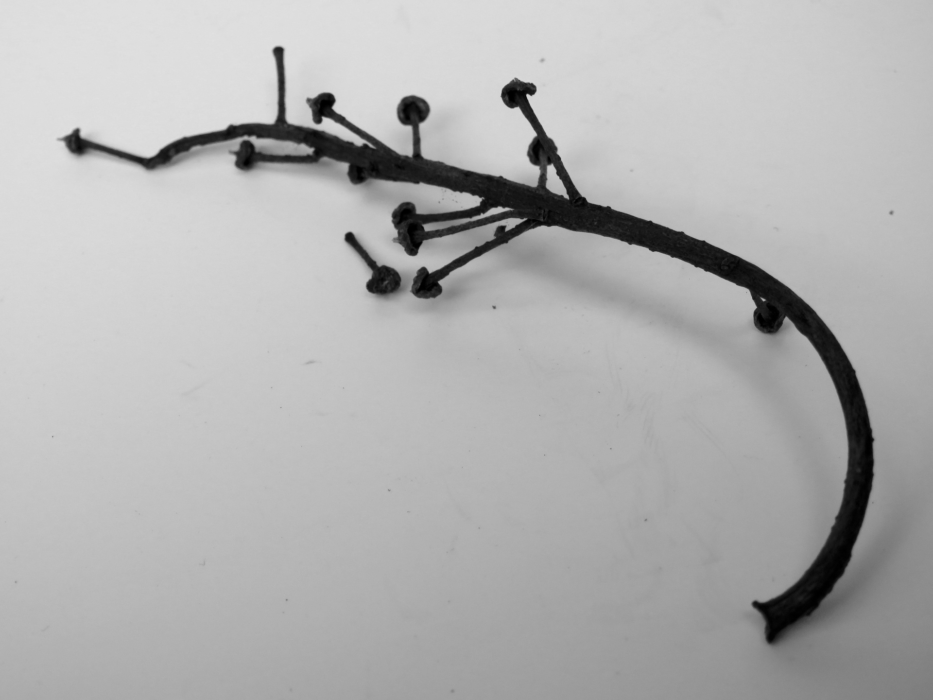 small dry branch free photo