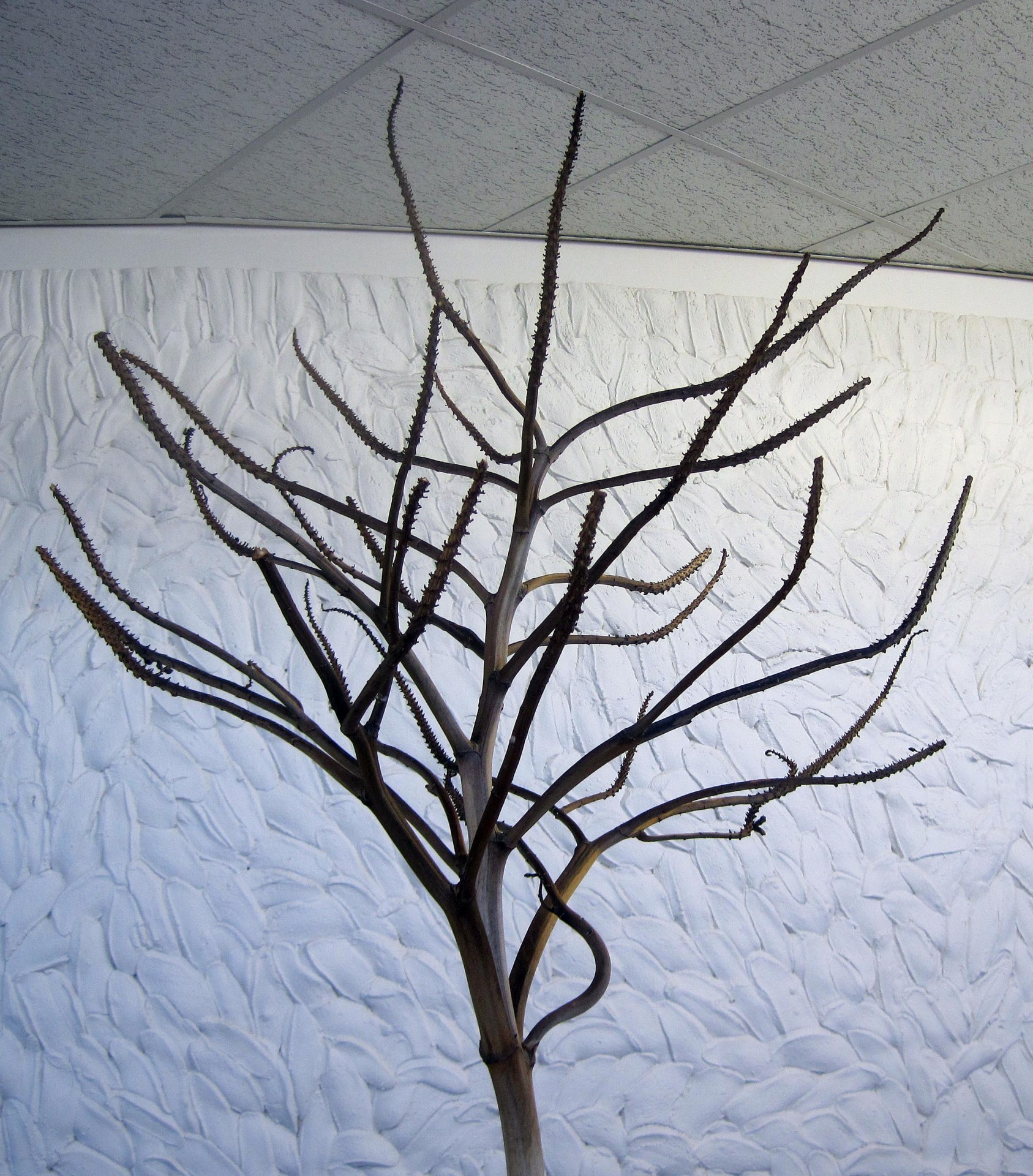 branch dry decorative free photo