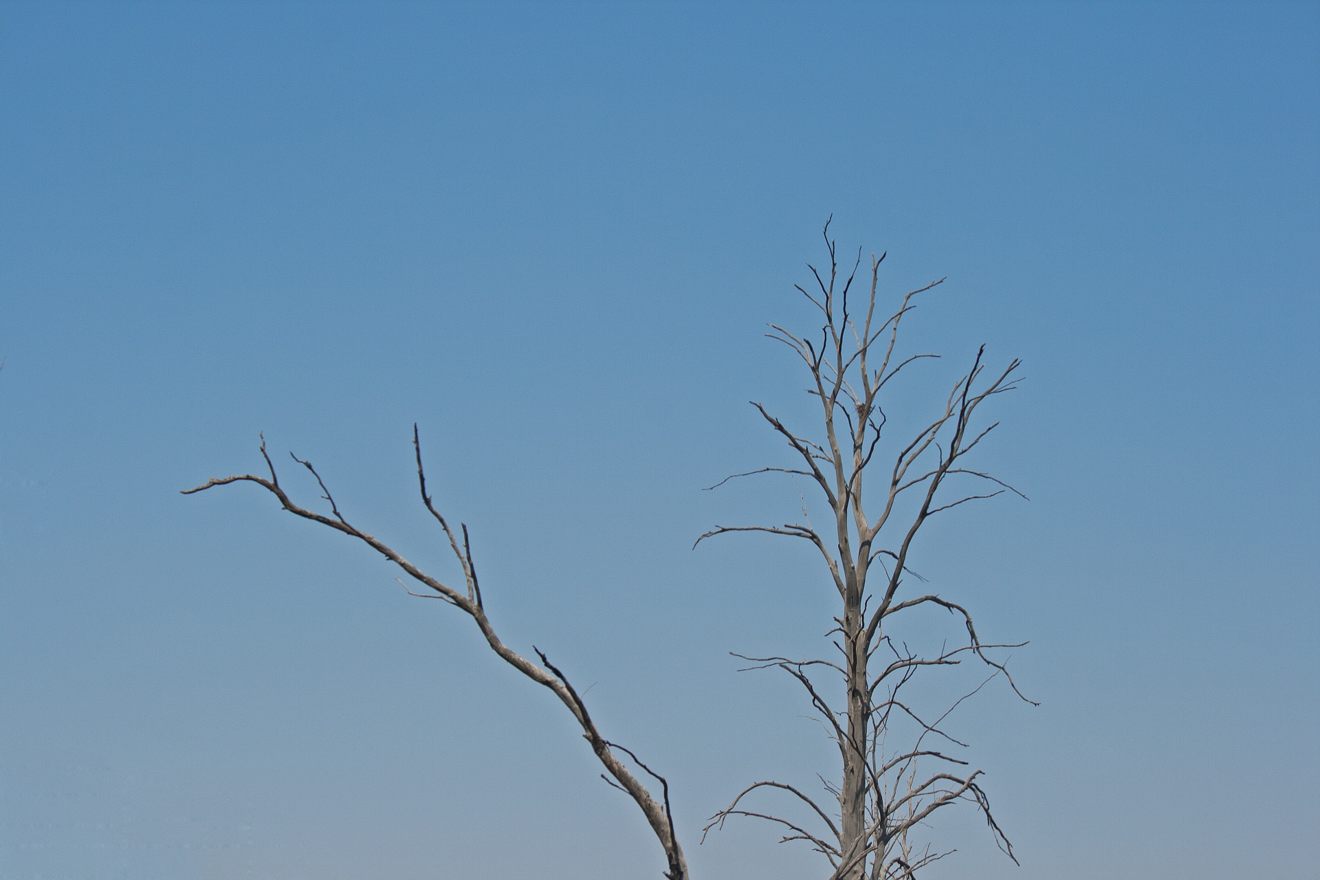 branches dry dead free photo
