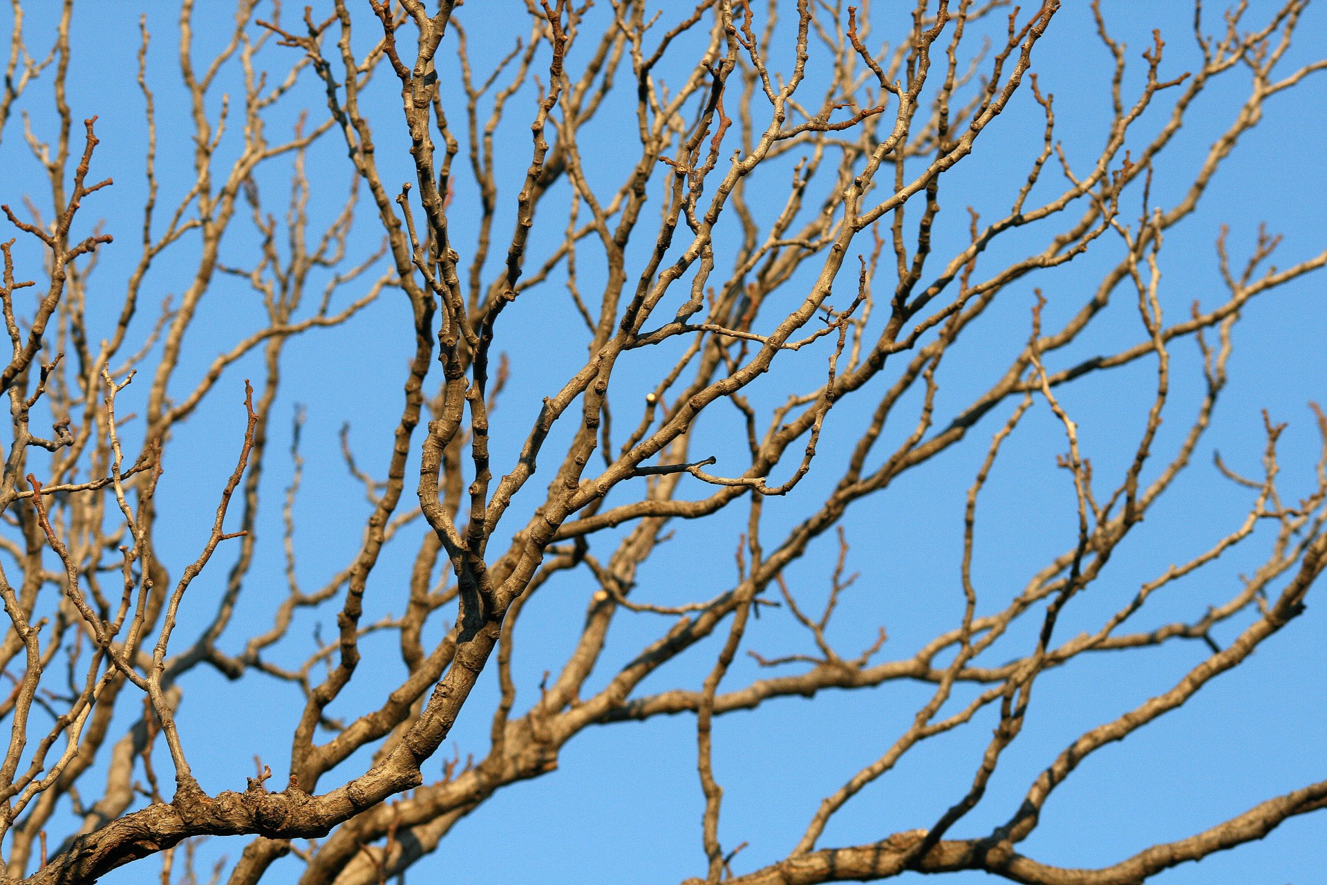 tree branches bare free photo