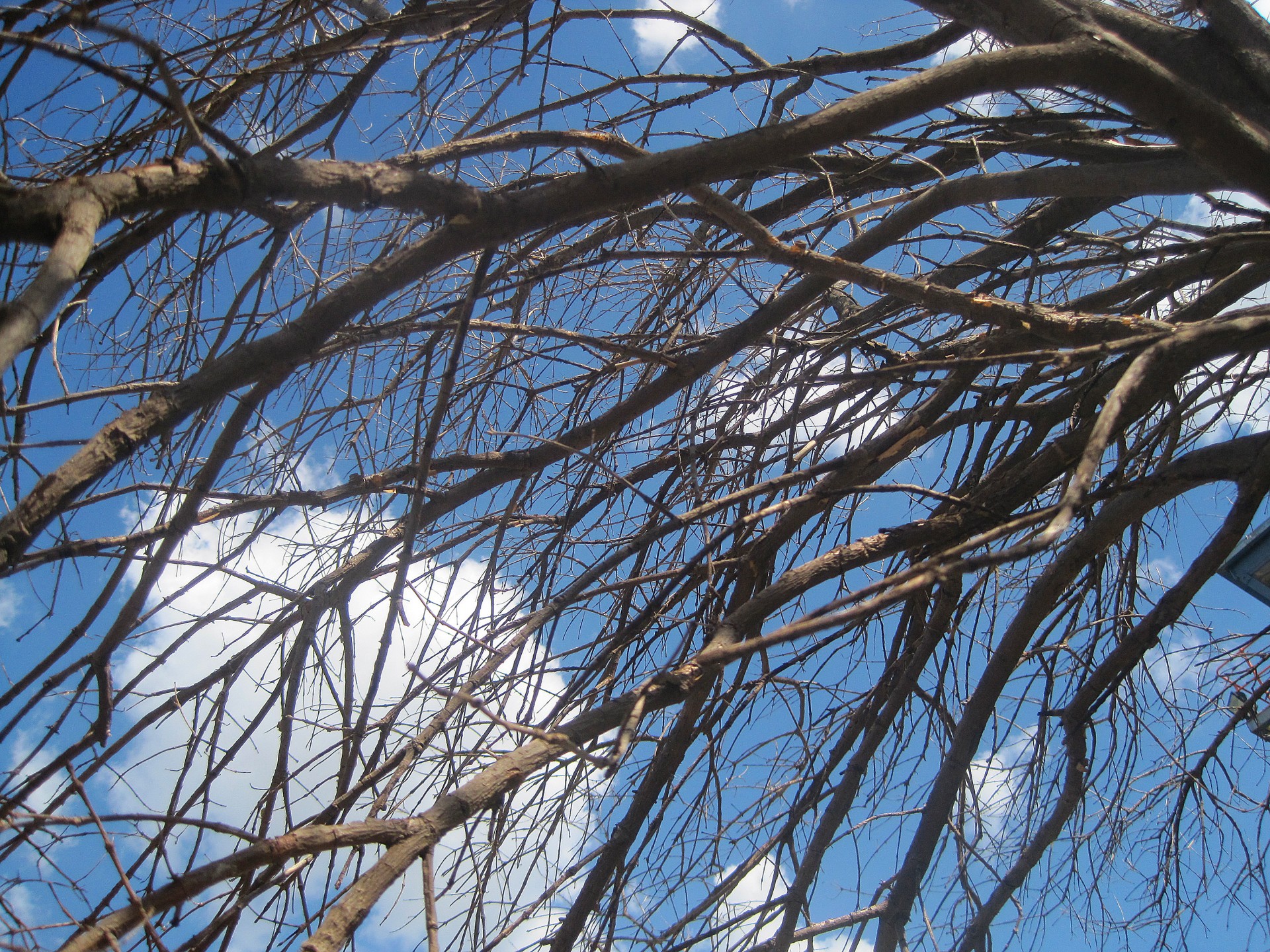 sky branches dead free photo