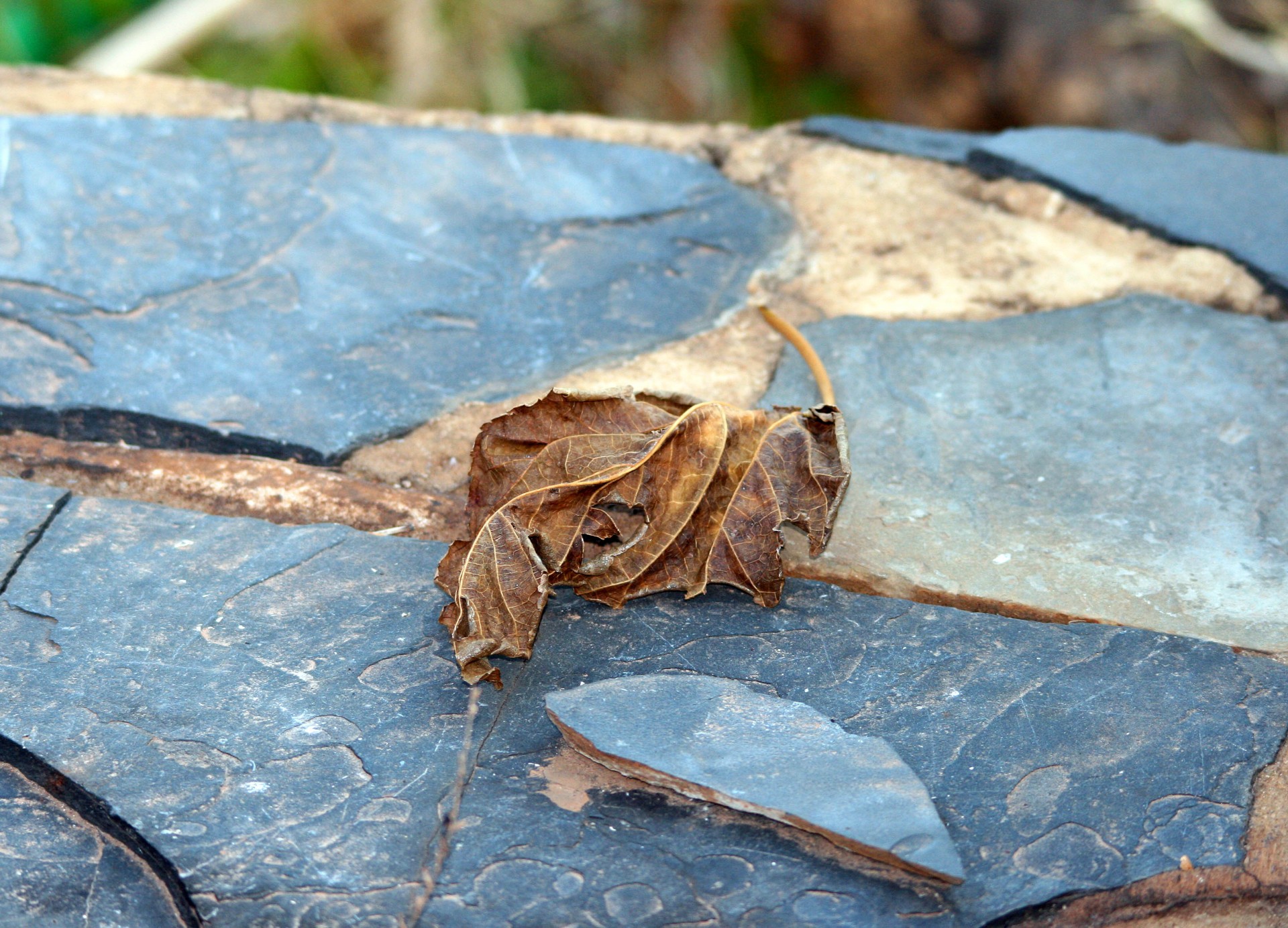 leaf brown crumpled free photo