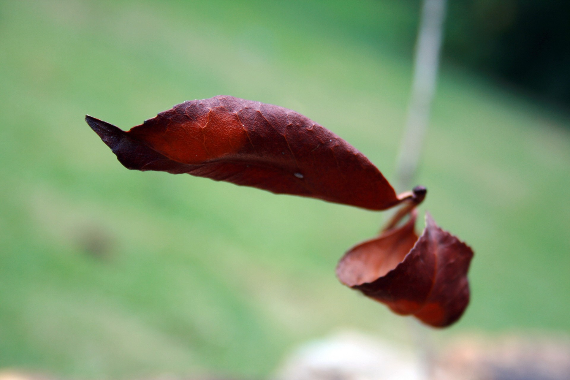 leaf brown dry free photo