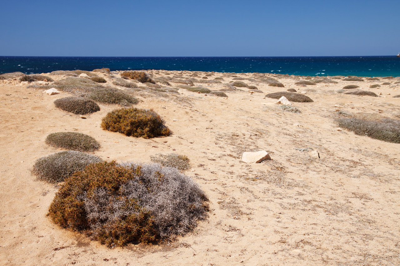 beach coast desert free photo