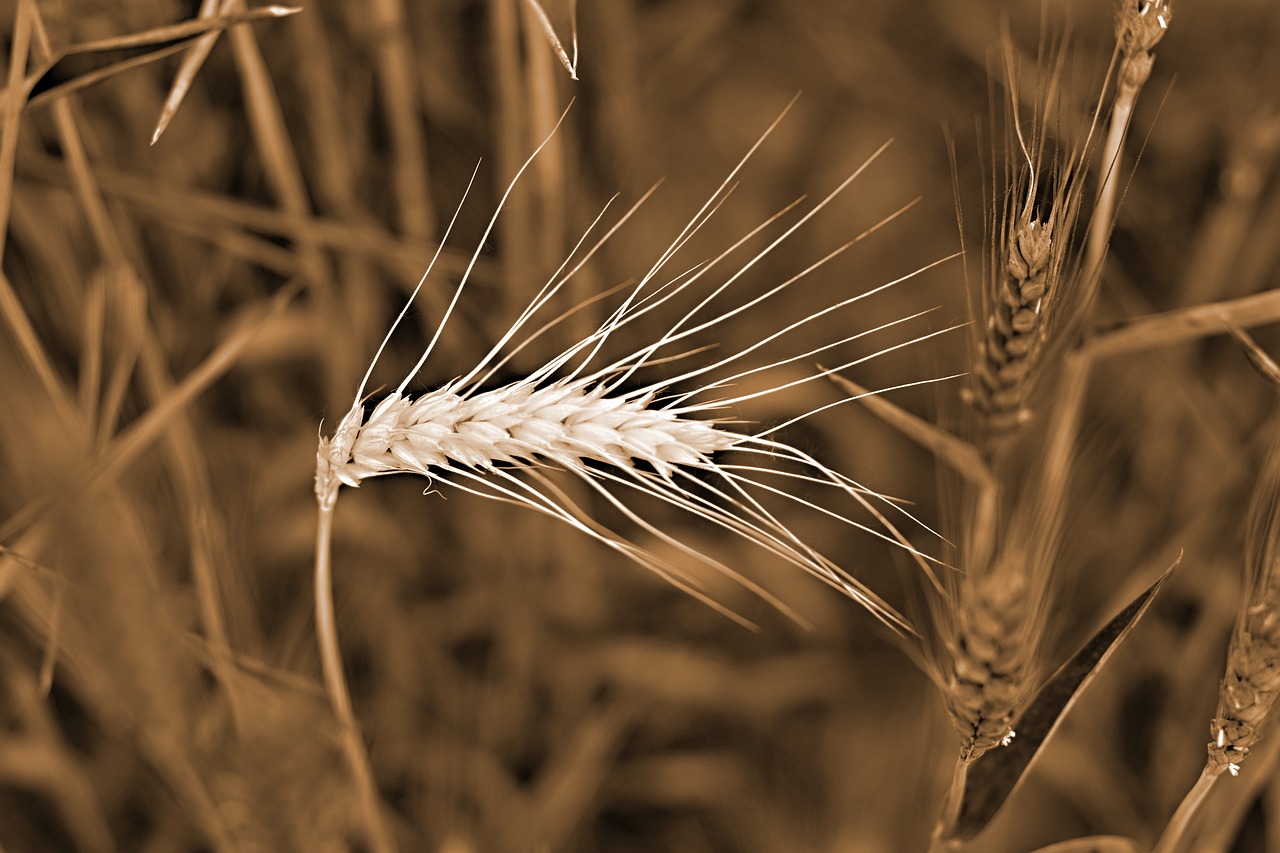 dry cob  field  the grain free photo