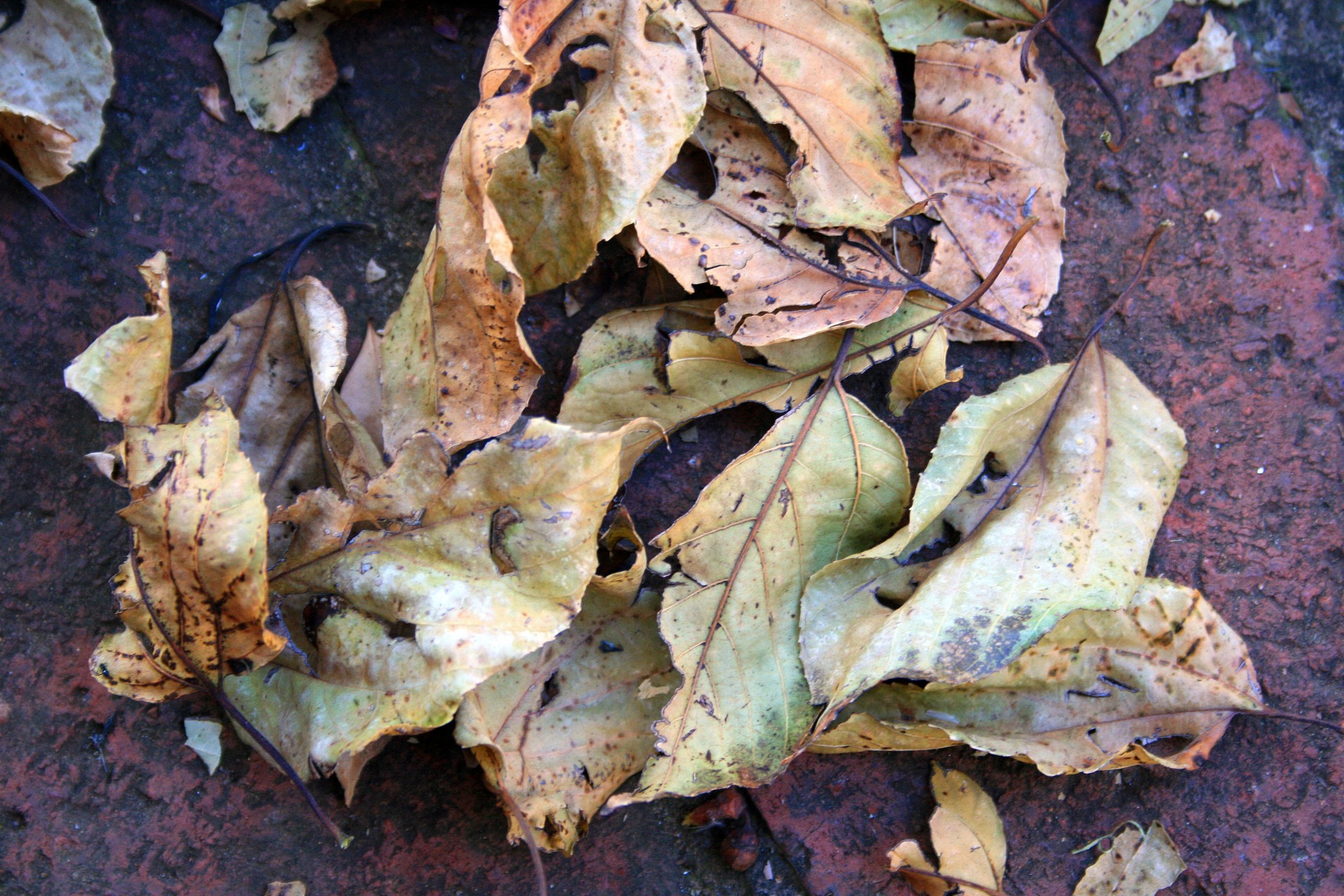 leaves dry earthy free photo