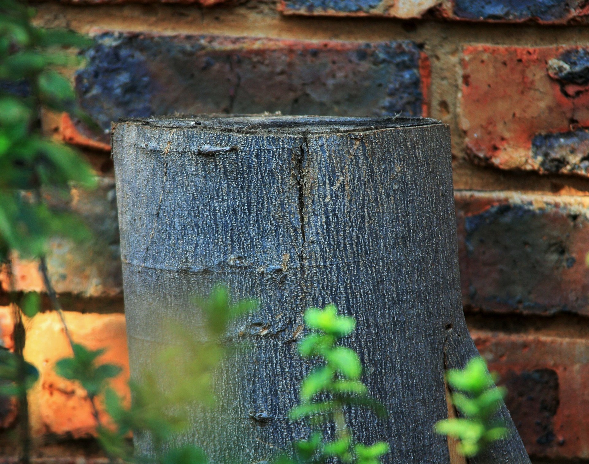 garden stump trunk free photo