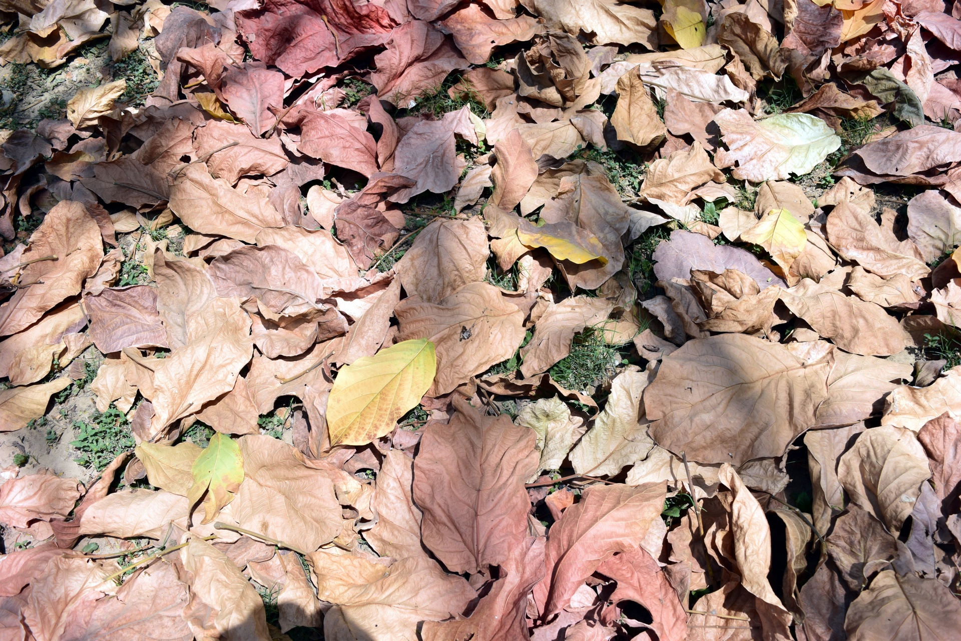 Картина Гиппенрейтера опавшие осенние листья