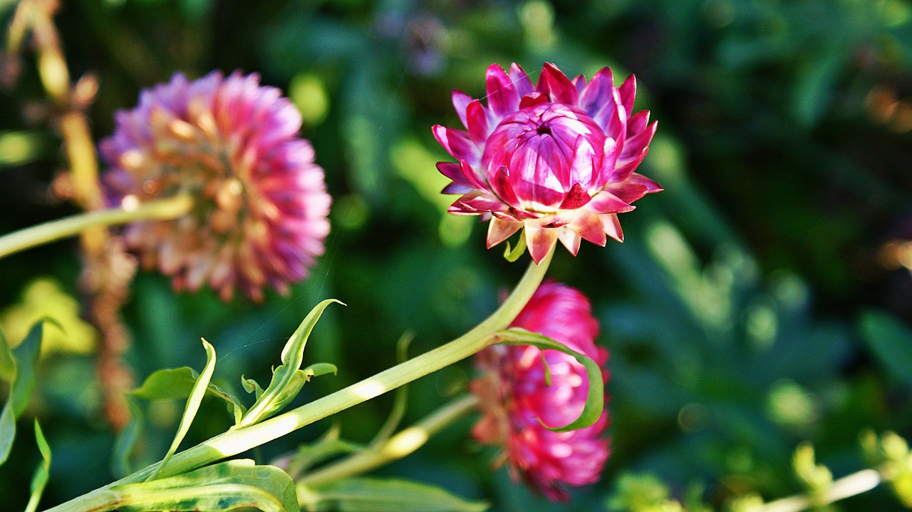 dry flower  flowers  pink flower free photo