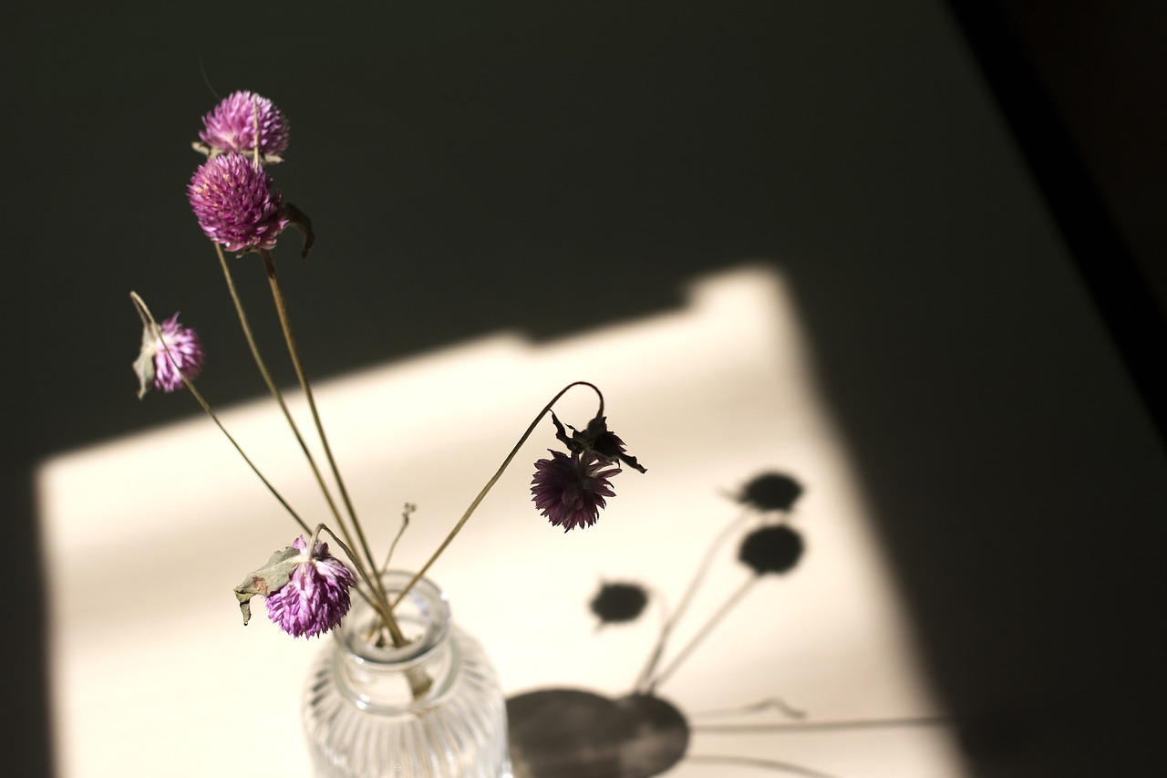 dry flower  globe amaranth  light free photo