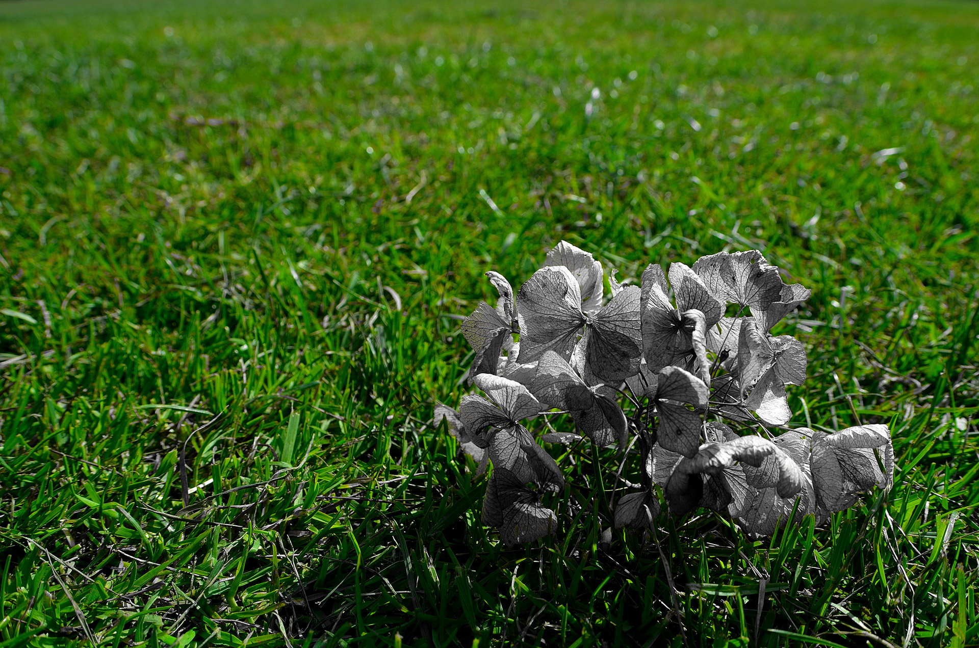 dry flower grass free photo