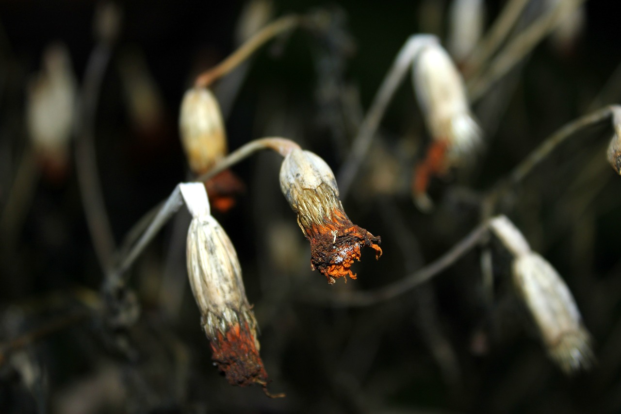 dry flowers wilted at the court of free photo