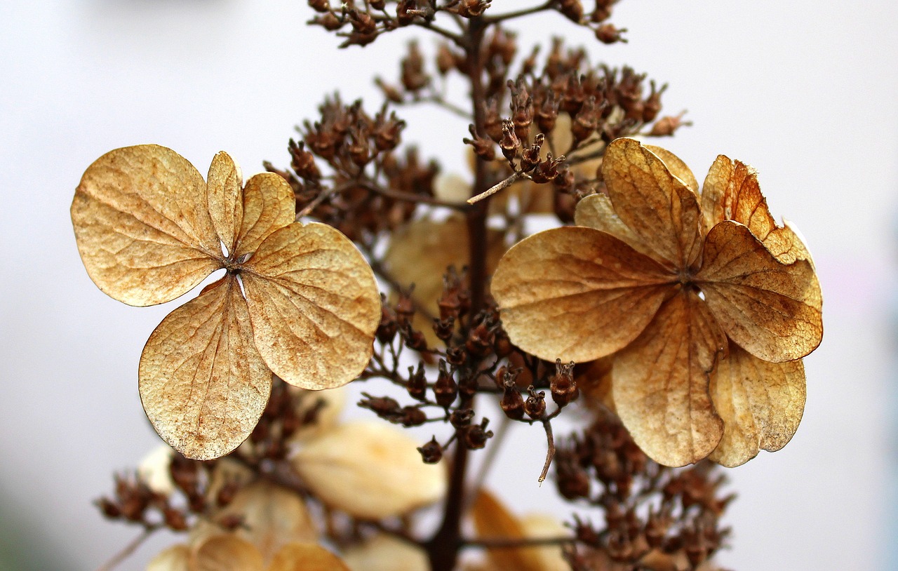 dry flowers winter nature free photo