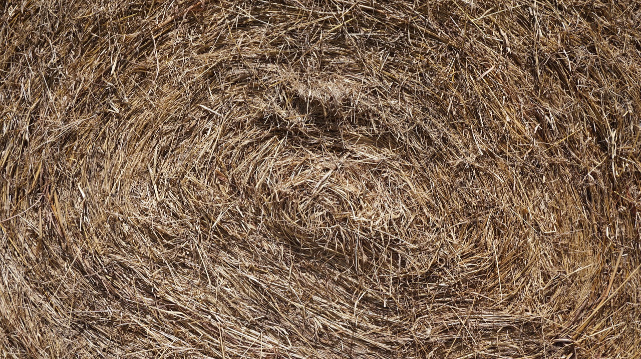 dry grass farm straw free photo