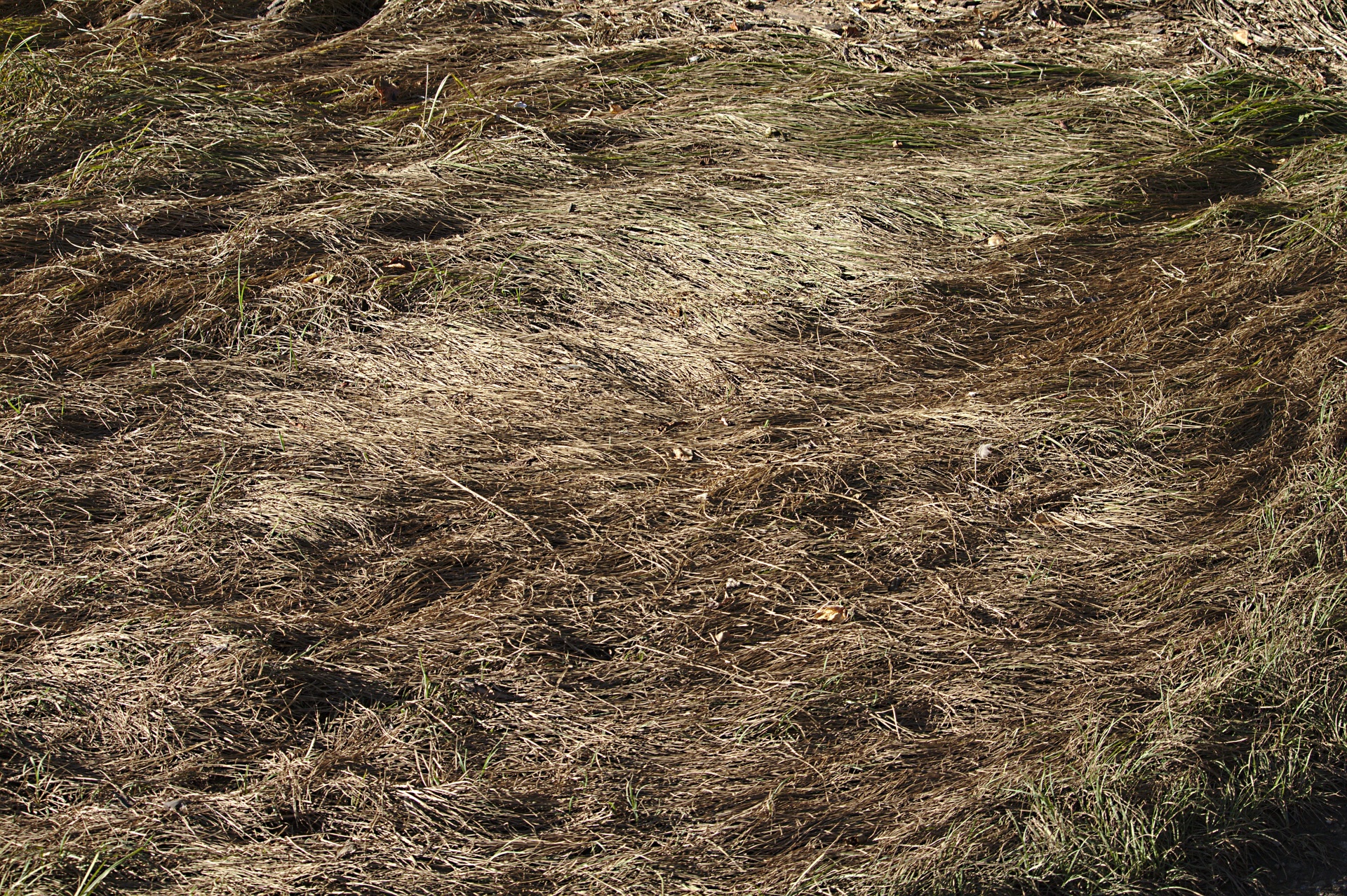 grass background dry free photo