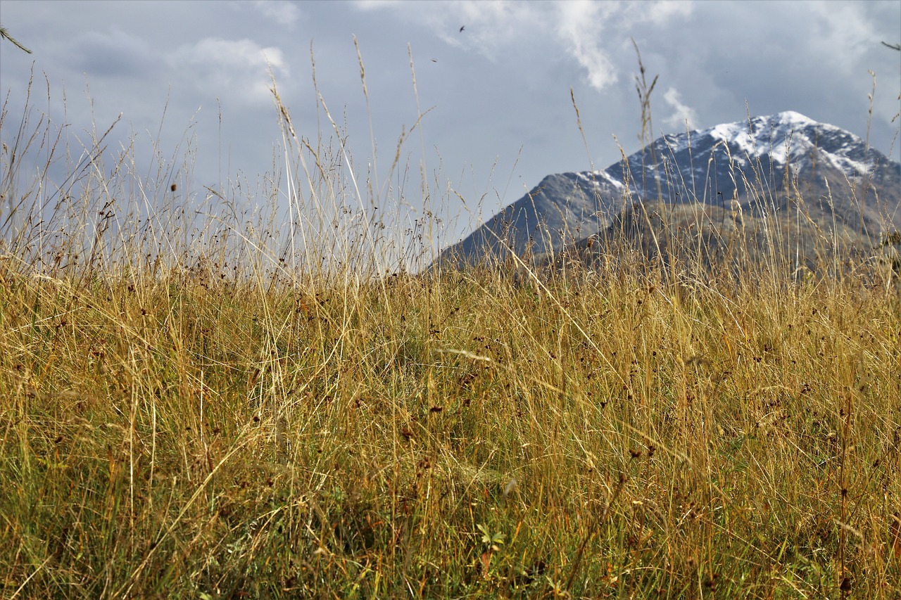 dry grass  the idyll  tops free photo