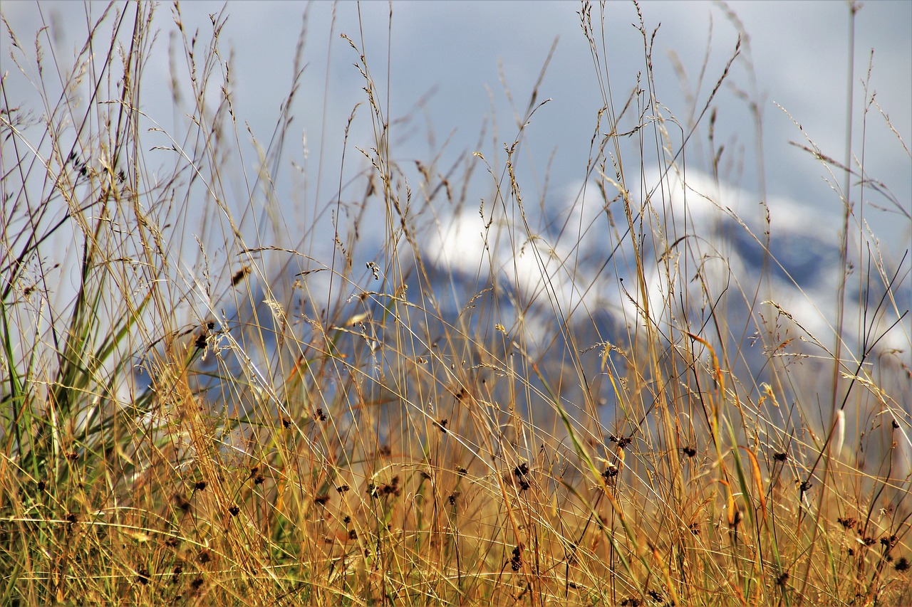 dry grass  hidden  tops free photo