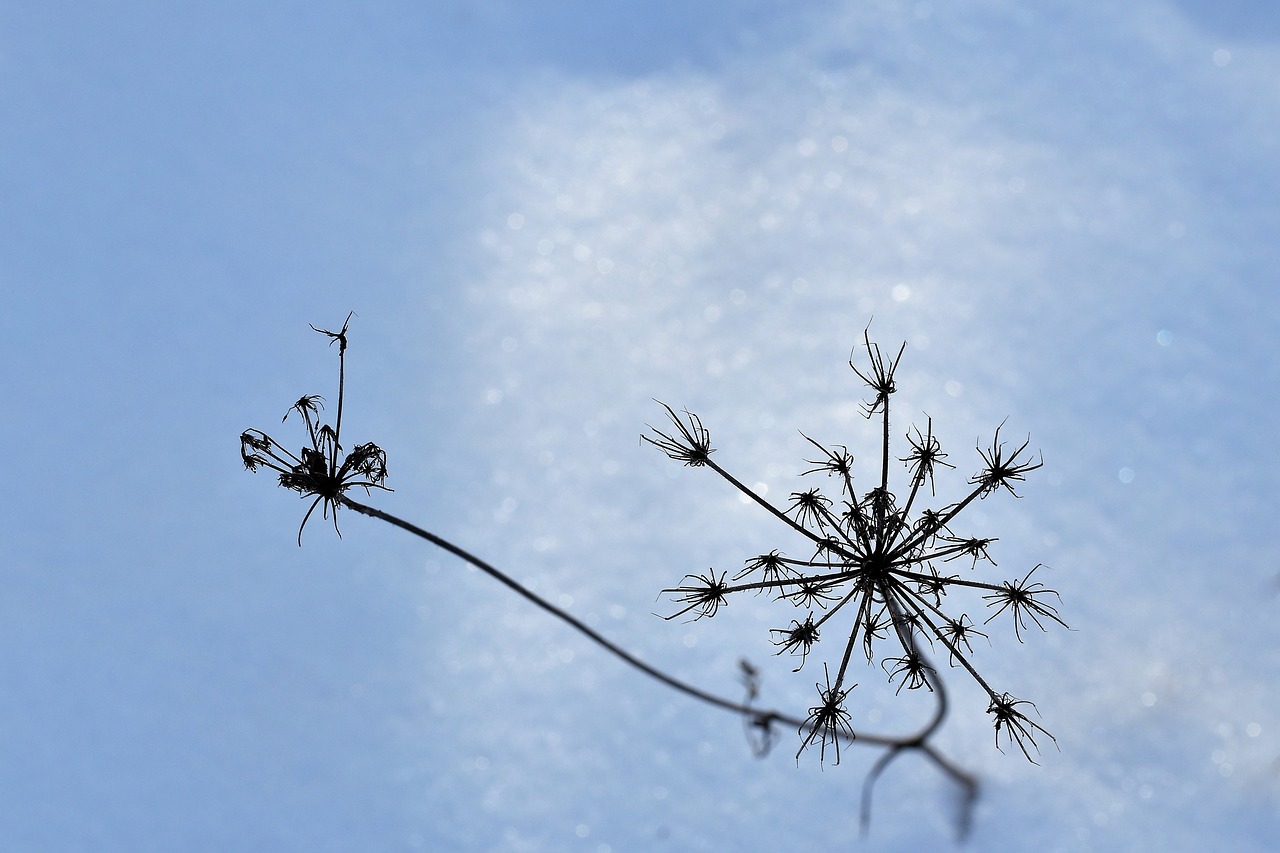 dry grass  snow  winter free photo